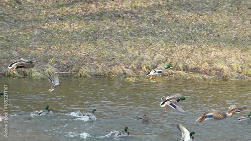Ducks take off from the water and then land back, slow motion 240 fps video