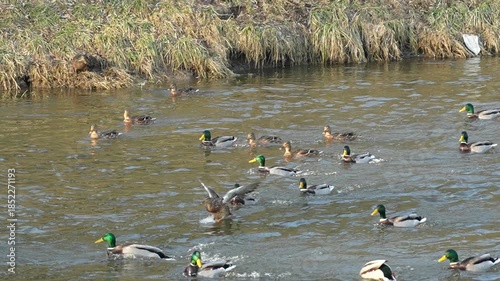Wallpaper Mural Duck landing on the water, 8x slow motion Torontodigital.ca