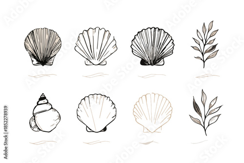 A charming collection of hand-drawn seashell and botanical branch illustrations with a transparent background, perfect for design projects.