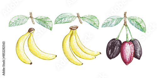 노란 바나나와 보라색 자두가 나뭇잎과 함께 투명한 배경에 그려져 있습니다.