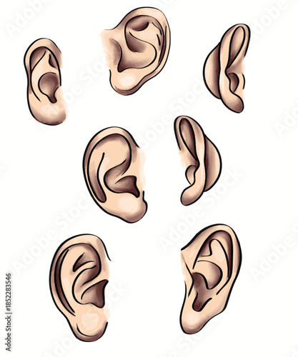 Set of various human ear shapes and types. Vector illustration showcasing different anatomical structures and angles of the ear, rendered in a realistic, sketchy watercolor style.