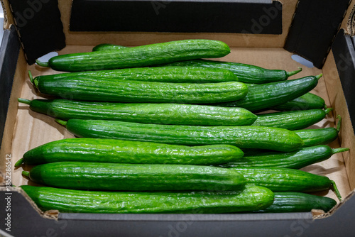 Obraz na plátne Cucumber background Cucumber harvest