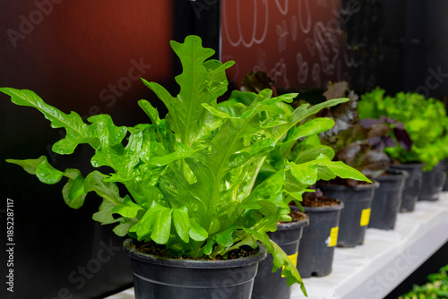 Close-up of fresh salad vegetables in vegetable garden. Green oak, red oak are grown in pot. Lactuca sativa is an annual plant of the family Asteraceae mostly grown as a leaf vegetable. The leaves are