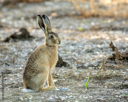 Common European hare. Popular farmland animal.