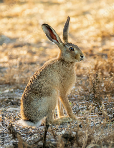 Common European hare. Popular farmland animal.