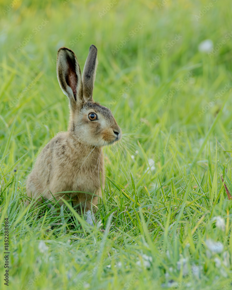 Fototapeta premium Common European hare. Popular farmland animal.
