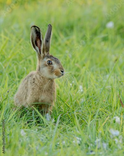 Common European hare. Popular farmland animal.