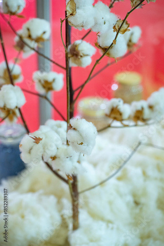 Foto Cotton fields ready for harvesting, agriculture