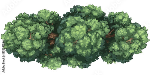 Widok z góry na bujny, zielony baldachim drzewa z brązowym pniem, izolowany na białym tle.