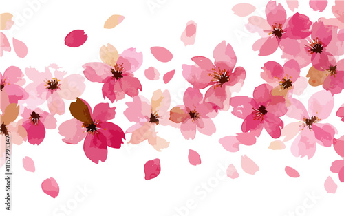 Fiori di ciliegio rosa ad acquerello con petali che cadono su sfondo bianco trasparente.