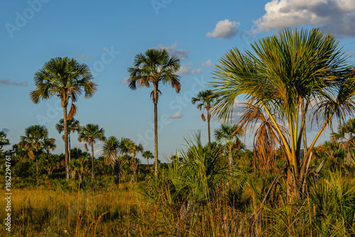 Wallpaper Mural paisagem natural na cidade de São Domingos, Estado de Goiás, região de Terra Ronca, Brasil Torontodigital.ca