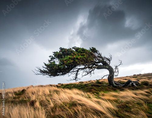 A lone gnarled tree bent almost horizontally by extreme wind forces on a grassy hill under a dramatic stormy sky, symbolizing resilience. Generative AI
