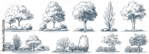 Conjunto de ilustraciones botánicas monocromáticas de árboles y arbustos variados con fondo transparente.