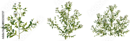 Photography Aster albescens tree, front view, cutout, 4k png, transparent background, isolat