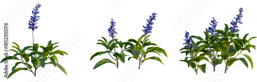 Foto Salvia farinacea tree, front view, cutout, 4k png, transparent background, isola