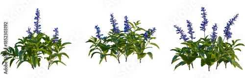 Photos Salvia farinacea tree, front view, cutout, 4k png, transparent background, isola