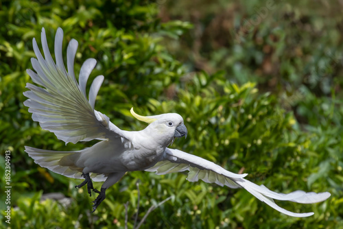Australian Sulphur-crested Cockatoo in flight