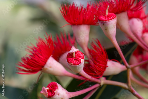 Australian  Red Flowering Gum Tree flowers