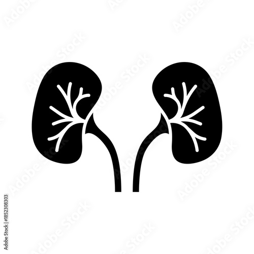 Human kidneys urinary system solid glyph icon vector
