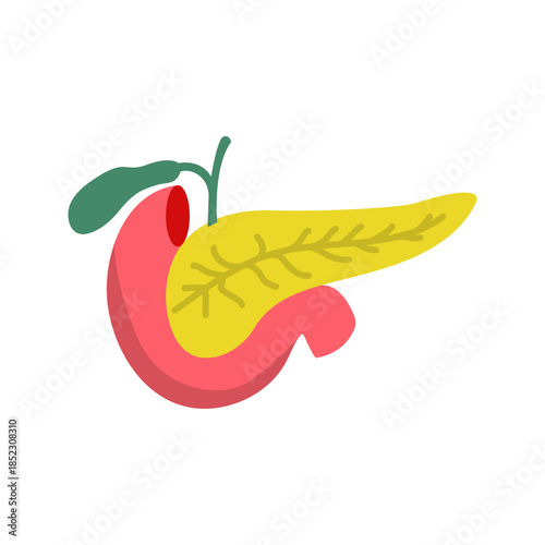 Human pancreas internal organ flat color icon vector

