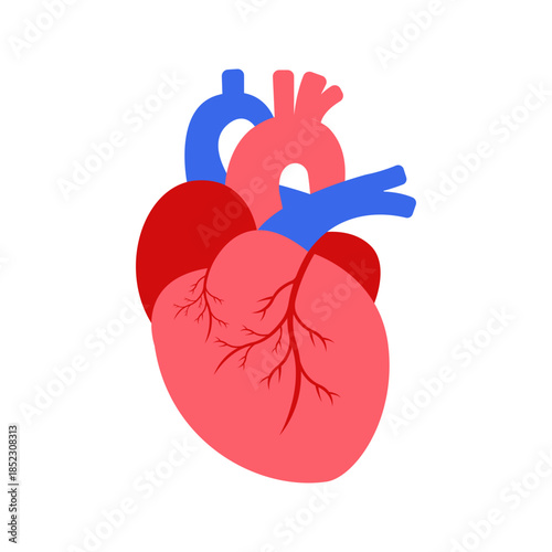 Human heart internal organ flat color icon vector
