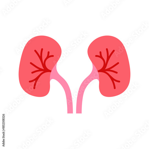 Human kidneys urinary system flat color icon vector
