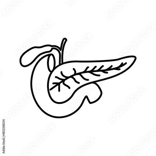 Human pancreas internal organ line art outline icon
