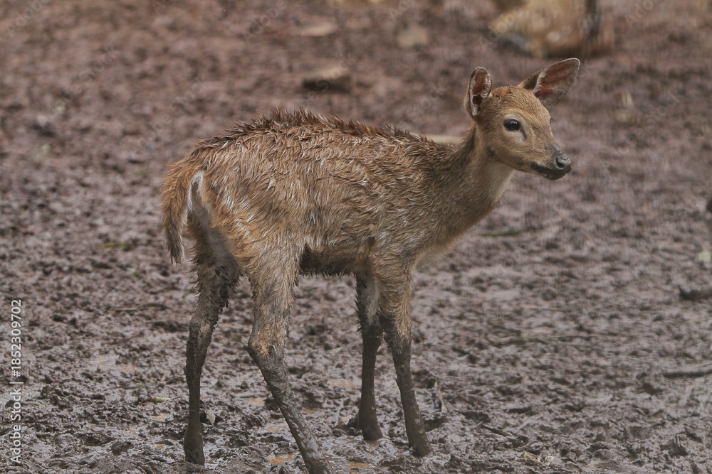Fototapeta premium an axis deer is seen standing on muddy ground