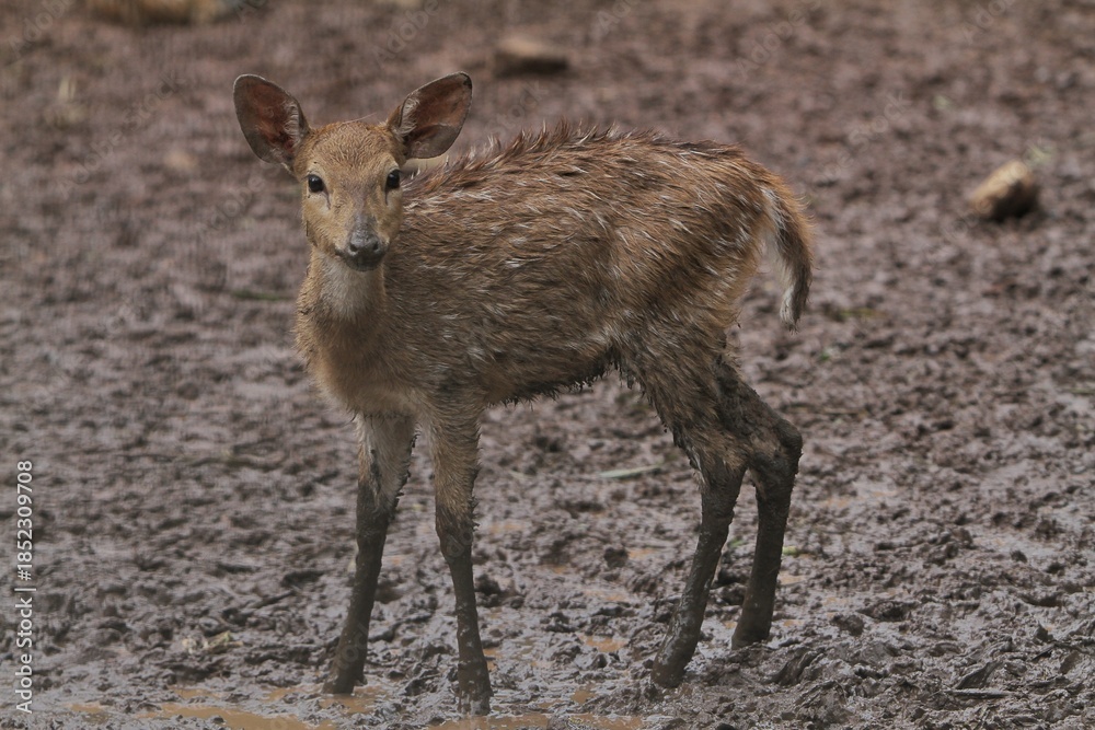 Fototapeta premium an axis deer is seen standing on muddy ground