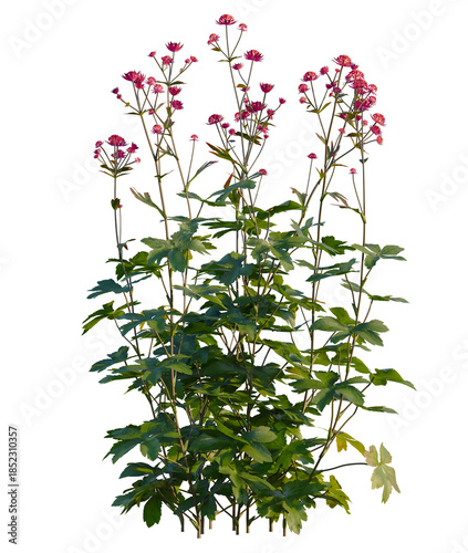 Astrantia major tree front view, transparent background, 4k cutout, isolate, Close-up of vibrant pink wildflowers in a meadow, blooming in spring, floral beauty