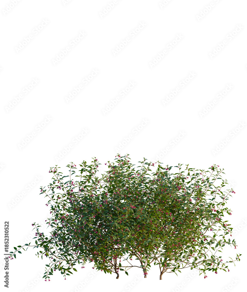 Obraz premium Fuchsia magellanica tree front view, transparent background, 4k cutout, isolate, Blooming bougainvillea flowers, vibrant tropical plants, colorful garden flowers, stunning floral background