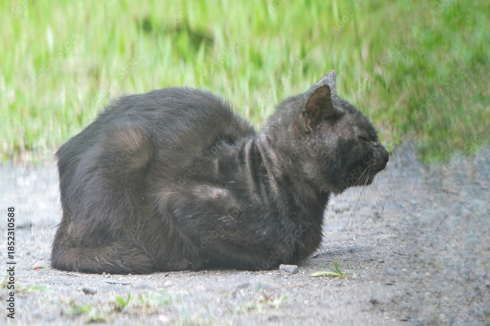 Fototapeta premium an old black cat sitting on the road