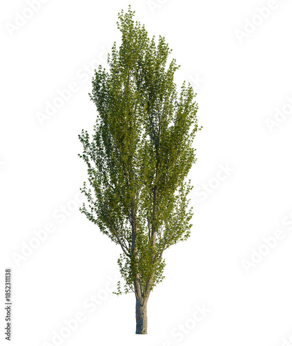Canvas Print Populus nigra tree front view, transparent background, 4k cutout, isolate, Sceni