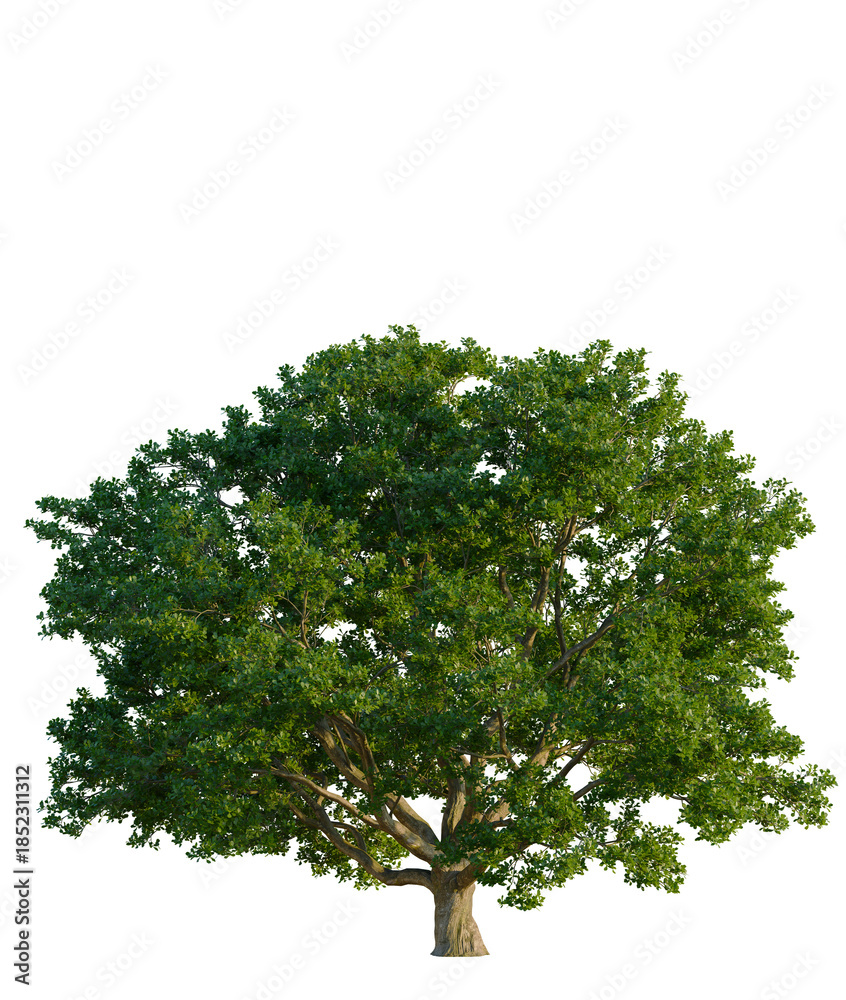 Obraz premium Quercus robur tree front view, transparent background, 4k cutout, isolate, Lush green forest canopy, vibrant foliage, natural landscape, scenic view, environmental beauty