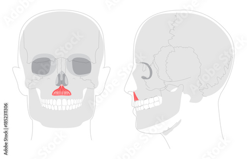 Depressor septi - Nasal muscle lowering nasal septum and opening nostrils, shown in precise diagram important for understanding nasal physiology and clinical reference.