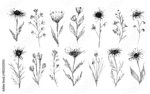 Zeichnungssammlung verschiedener Wildblumen und Gräser in Schwarzweiß mit transparentem Hintergrund