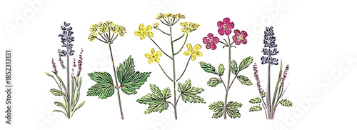 Botanische Illustration verschiedener Wildblumen und Kräuter mit transparentem Hintergrund für Designzwecke.