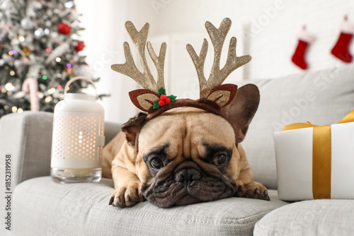 Cute French bulldog in rein...