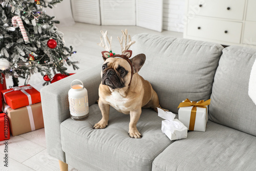 Cute French bulldog in rein...