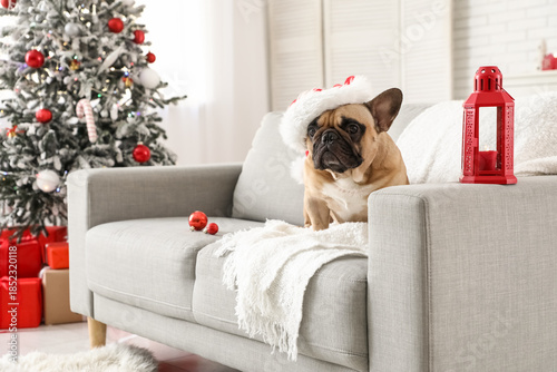 Cute French bulldog in Sant...