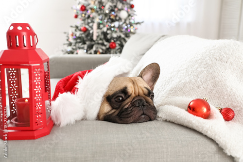 Cute French bulldog in Sant...