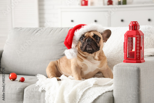 Cute French bulldog in Sant...