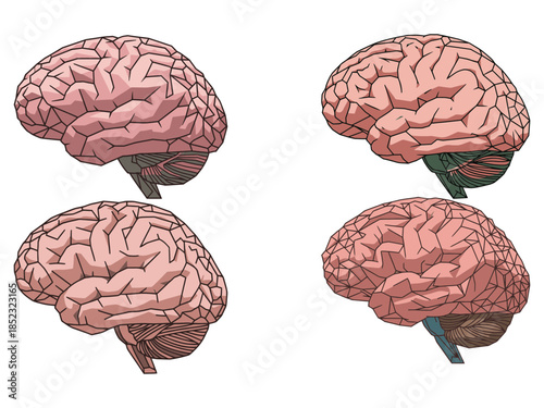 Brain Vector Geometry Style