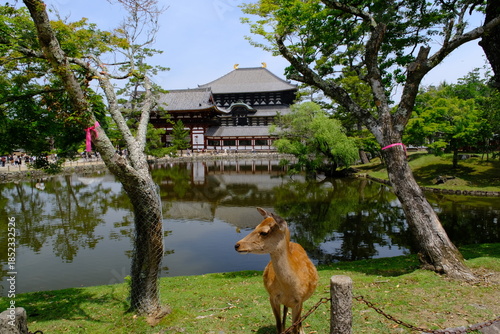 東大寺大仏殿と鹿　奈良県