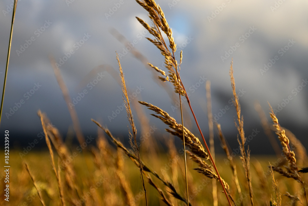 Fototapeta premium Golden Sunset Over Rolling Grassland