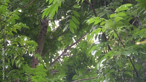 The drizzle of rain and the green leaves swaying in the wind