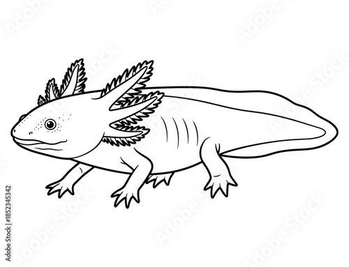 Axolotl Illustration: A detailed black and white illustration of an axolotl, showcasing its unique features, including its feathery gills and salamander-like body.