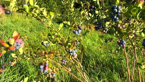 Blueberries ripening on bush in a sunny orchard during warm afternoon in late summer. Clusters of ripe blueberries hang from branches in vibrant green leaves in orchard. Sweet blue berry on berry farm