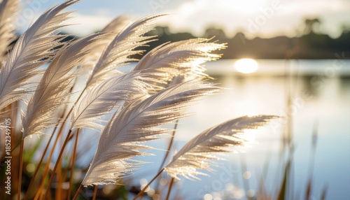 Dreamlike illustration of soft white feather plumes growing like grass, glowing in the golden light of a sunset over calm water.