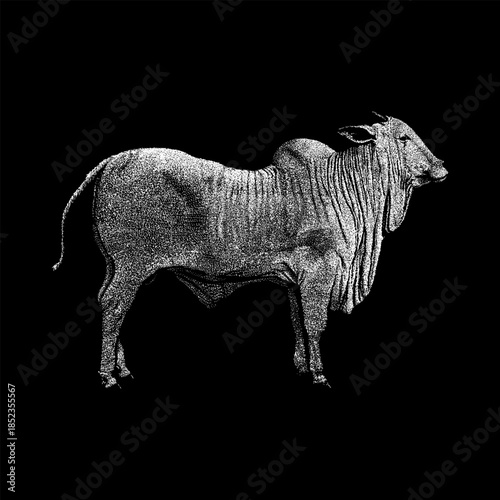 Nelore cattle, showcasing strong anatomy and distinctive hump details in a clean line art style. Perfect for livestock branding, agricultural designs, farm logos, posters, and vintage-style illustrati